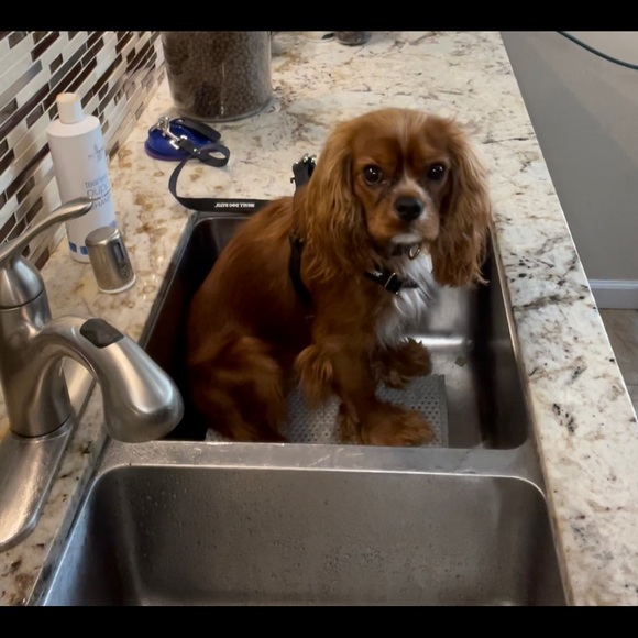 Small Dog Bath Mat ( set of 2 ) - Picture 10 of 11